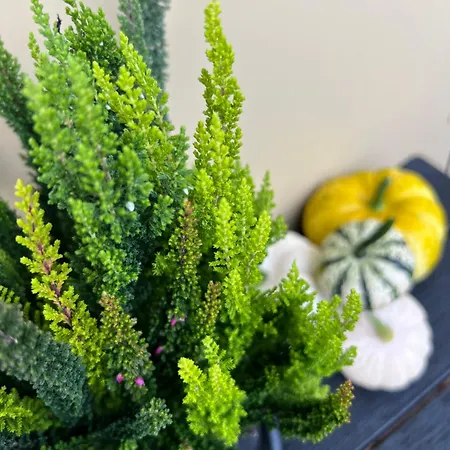 Saules Tako Apartamentai Друскининкай